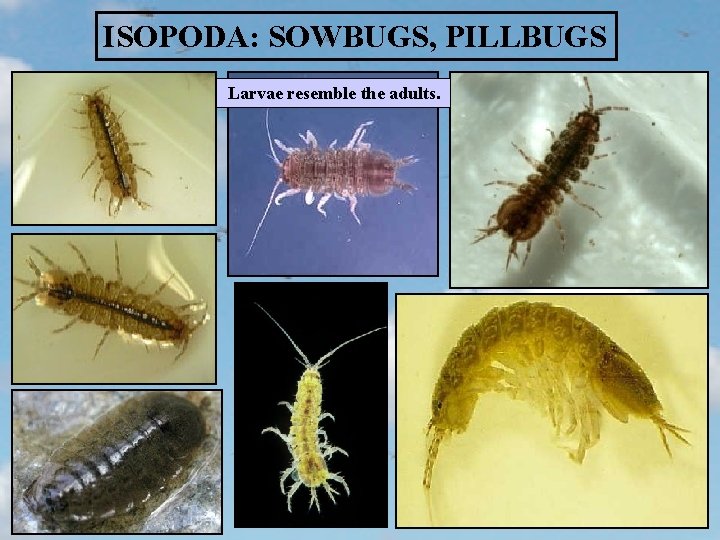 ISOPODA: SOWBUGS, PILLBUGS Larvae resemble the adults. 