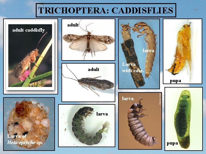 TRICHOPTERA: CADDISFLIES adult caddisfly adult larva adult Larva with case. pupa larva Larva of