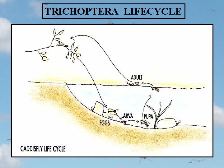 TRICHOPTERA LIFECYCLE 