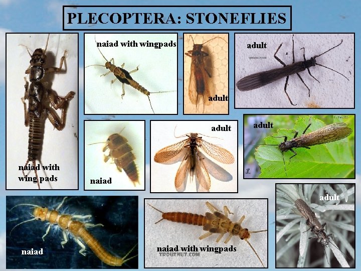 PLECOPTERA: STONEFLIES naiad with wingpads adult naiad with wing pads adult naiad with wingpads