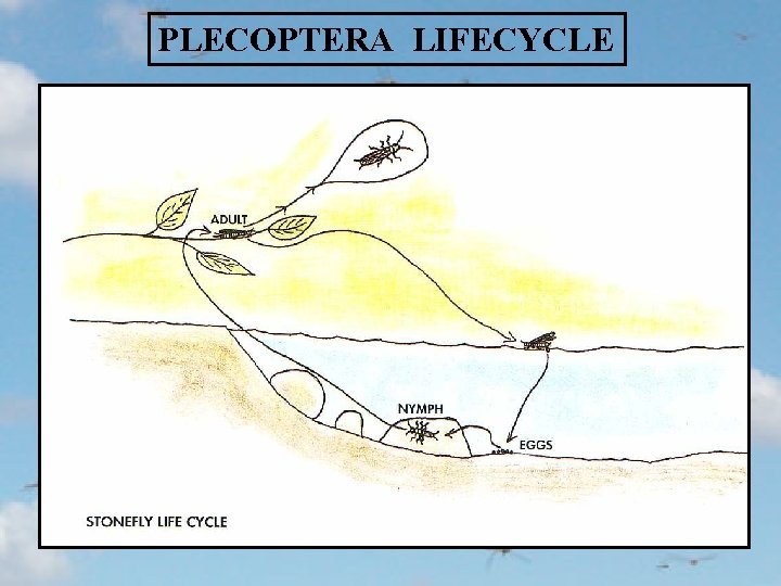 PLECOPTERA LIFECYCLE 