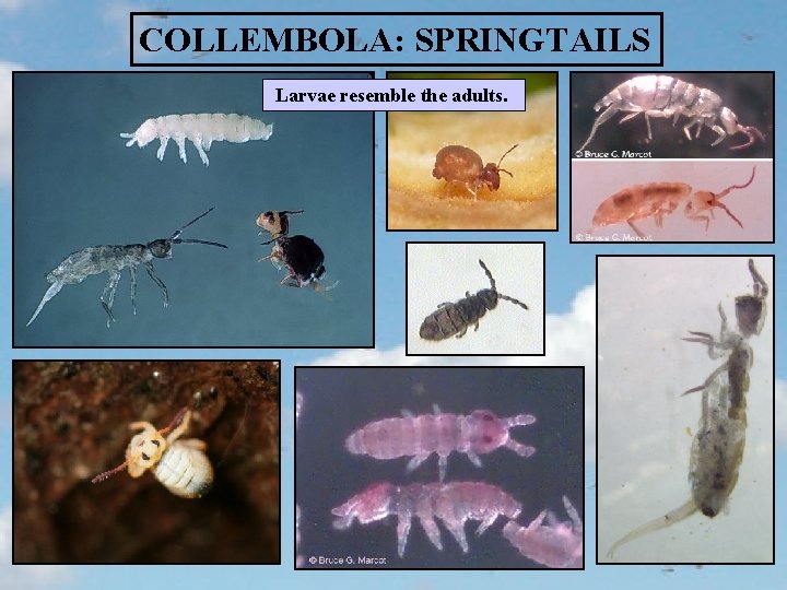 COLLEMBOLA: SPRINGTAILS Larvae resemble the adults. 