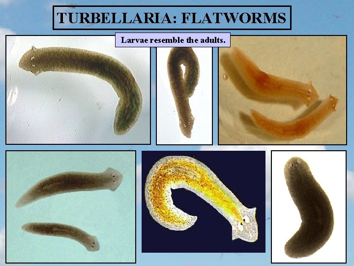 TURBELLARIA: FLATWORMS Larvae resemble the adults. 
