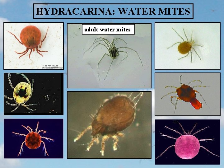 HYDRACARINA: WATER MITES adult water mites 