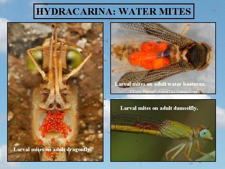 HYDRACARINA: WATER MITES Larval mites on adult water boatman. Larval mites on adult damselfly.