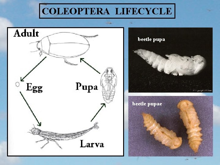 COLEOPTERA LIFECYCLE beetle pupae 