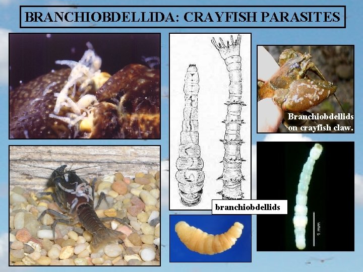BRANCHIOBDELLIDA: CRAYFISH PARASITES Branchiobdellids on crayfish claw. branchiobdellids Crayfish with attached branchiobdellids. 