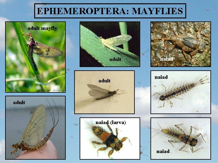 EPHEMEROPTERA: MAYFLIES adult mayfly adult naiad (larva) naiad 