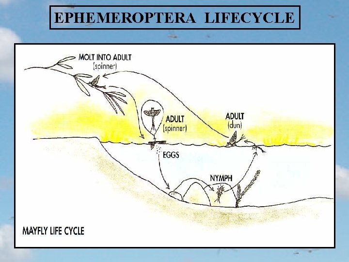 EPHEMEROPTERA LIFECYCLE 