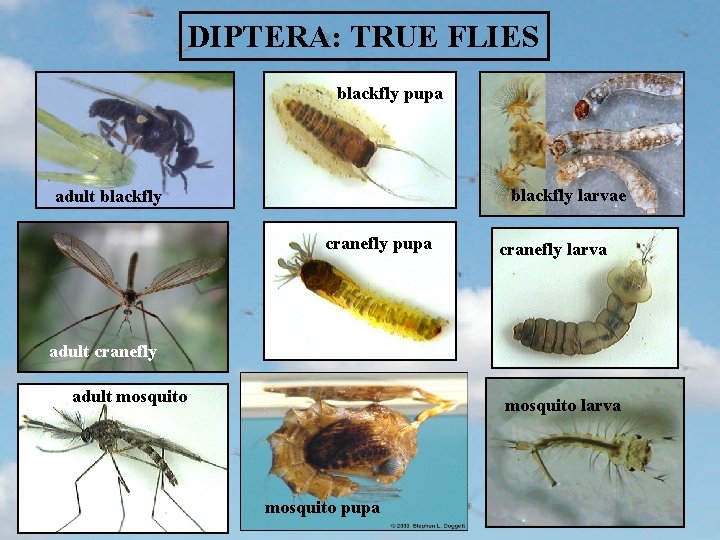 DIPTERA: TRUE FLIES blackfly pupa blackfly larvae adult blackfly cranefly pupa cranefly larva adult