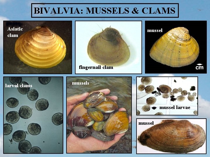 BIVALVIA: MUSSELS & CLAMS Asiatic clam mussel fingernail clam larval clams mussel larvae mussel