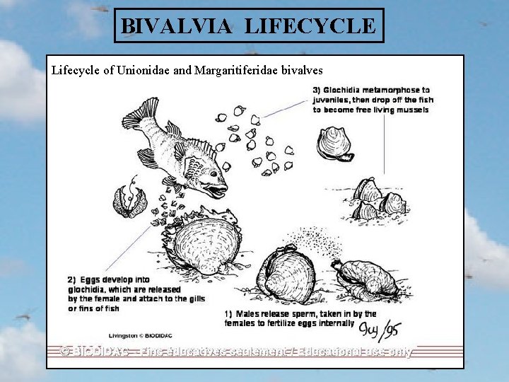 BIVALVIA LIFECYCLE Lifecycle of Unionidae and Margaritiferidae bivalves 