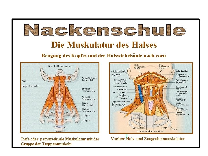 Die Muskulatur des Halses Beugung des Kopfes und der Halswirbelsäule nach vorn Tiefe oder