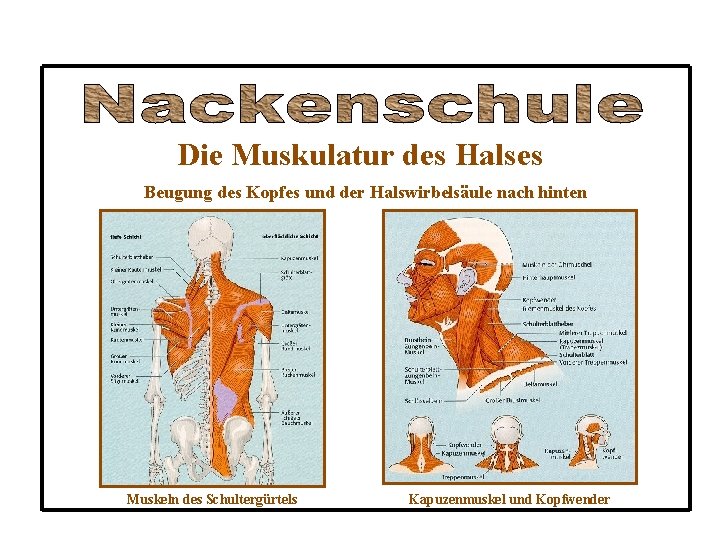 Die Muskulatur des Halses Beugung des Kopfes und der Halswirbelsäule nach hinten Muskeln des