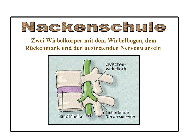 Zwei Wirbelkörper mit dem Wirbelbogen, dem Rückenmark und den austretenden Nervenwurzeln 