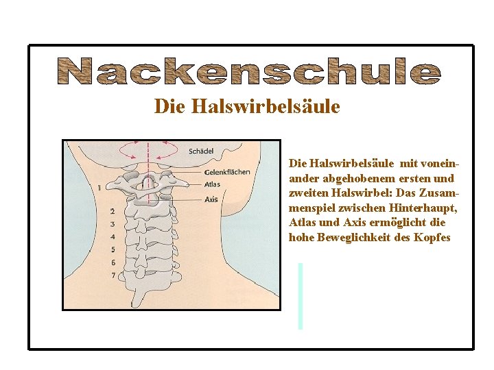 Die Halswirbelsäule mit voneinander abgehobenem ersten und zweiten Halswirbel: Das Zusammenspiel zwischen Hinterhaupt, Atlas