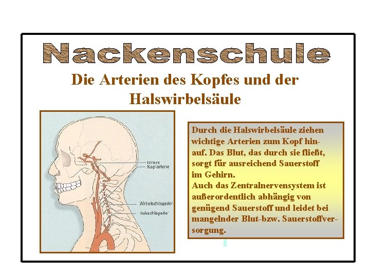 Die Arterien des Kopfes und der Halswirbelsäule Durch die Halswirbelsäule ziehen wichtige Arterien zum