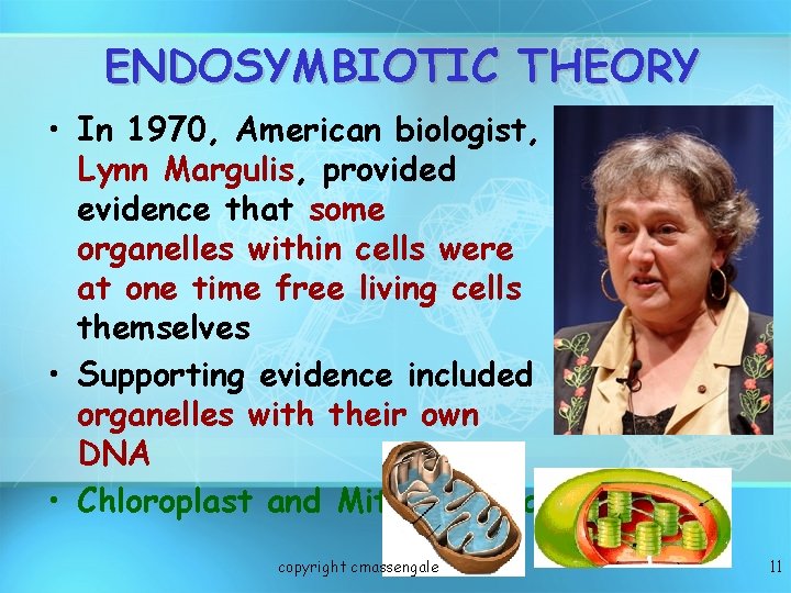 ENDOSYMBIOTIC THEORY • In 1970, American biologist, Lynn Margulis, provided evidence that some organelles