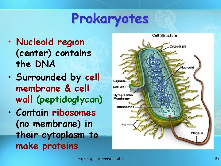Prokaryotes • Nucleoid region (center) contains the DNA • Surrounded by cell membrane &
