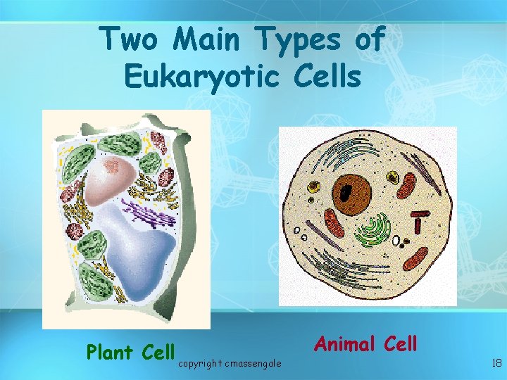 Two Main Types of Eukaryotic Cells Plant Cell copyright cmassengale Animal Cell 18 