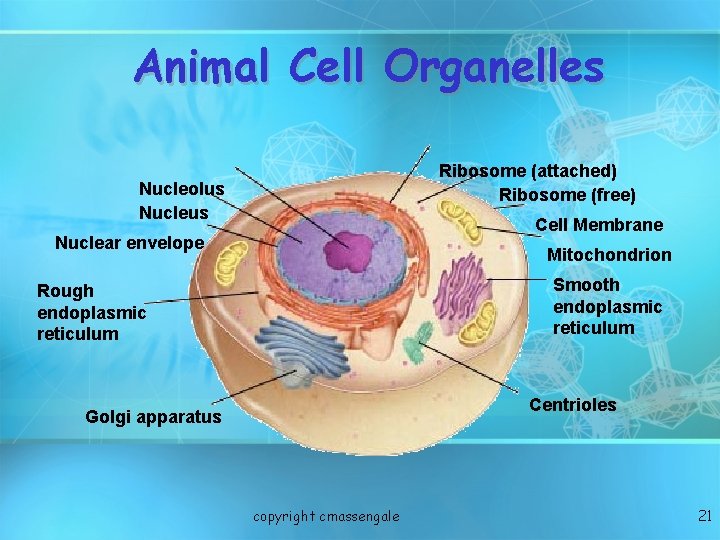 Animal Cell Organelles Ribosome (attached) Ribosome (free) Nucleolus Nucleus Cell Membrane Nuclear envelope Mitochondrion