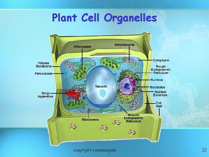 Plant Cell Organelles copyright cmassengale 22 