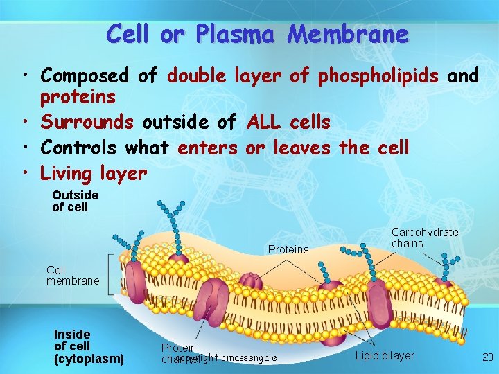 Cell or Plasma Membrane • Composed of double layer of phospholipids and proteins •