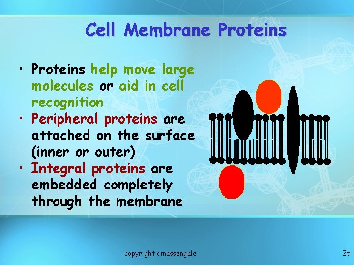 Cell Membrane Proteins • Proteins help move large molecules or aid in cell recognition