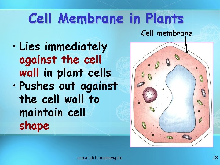 Cell Membrane in Plants Cell membrane • Lies immediately against the cell wall in