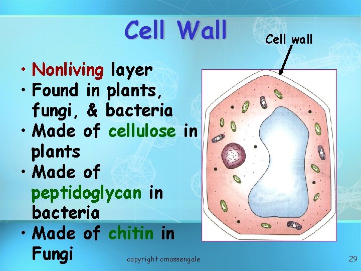 Cell Wall • Nonliving layer • Found in plants, fungi, & bacteria • Made