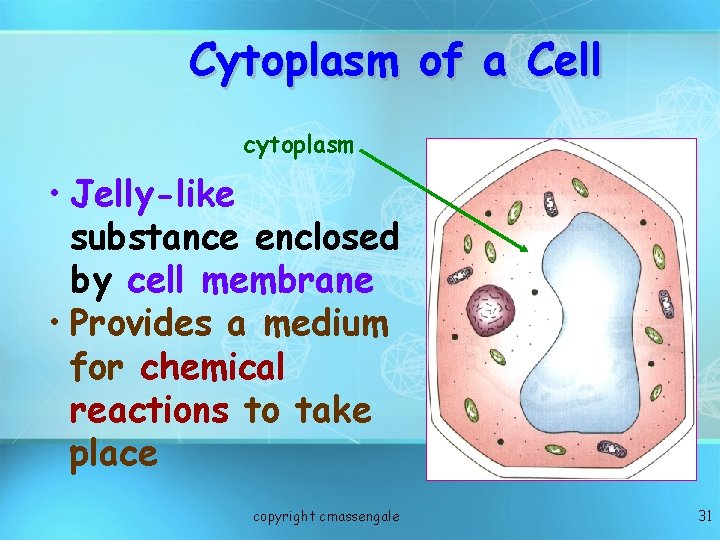 Cytoplasm of a Cell cytoplasm • Jelly-like substance enclosed by cell membrane • Provides