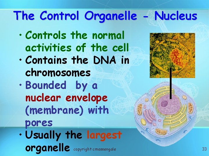 The Control Organelle - Nucleus • Controls the normal activities of the cell •