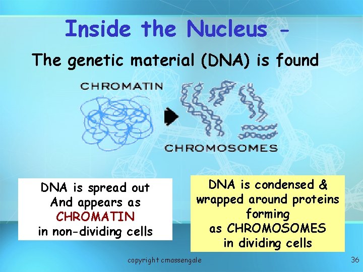 Inside the Nucleus The genetic material (DNA) is found DNA is spread out And