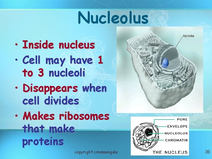 Nucleolus • • Inside nucleus Cell may have 1 to 3 nucleoli • Disappears