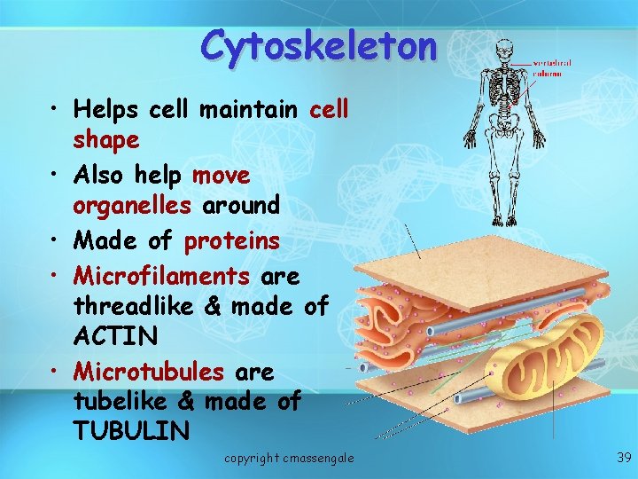 Cytoskeleton • Helps cell maintain cell shape • Also help move organelles around •