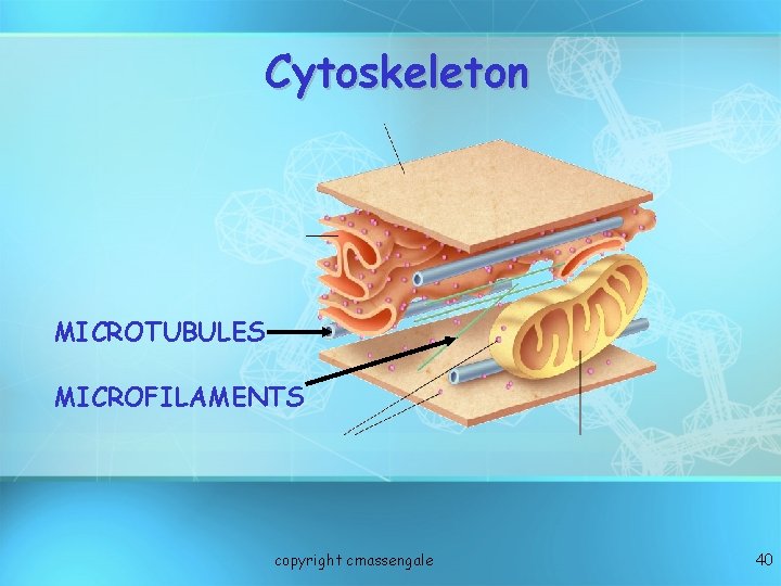 Cytoskeleton MICROTUBULES MICROFILAMENTS copyright cmassengale 40 