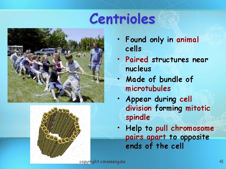 Centrioles • Found only in animal cells • Paired structures near nucleus • Made