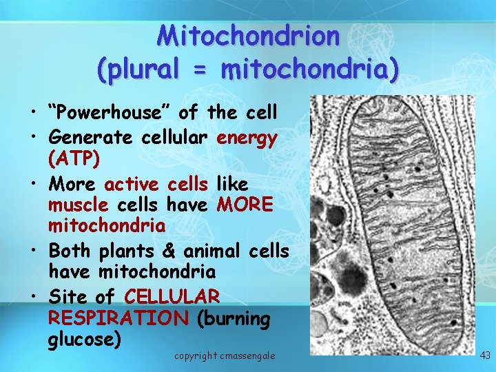 Mitochondrion (plural = mitochondria) • “Powerhouse” of the cell • Generate cellular energy (ATP)
