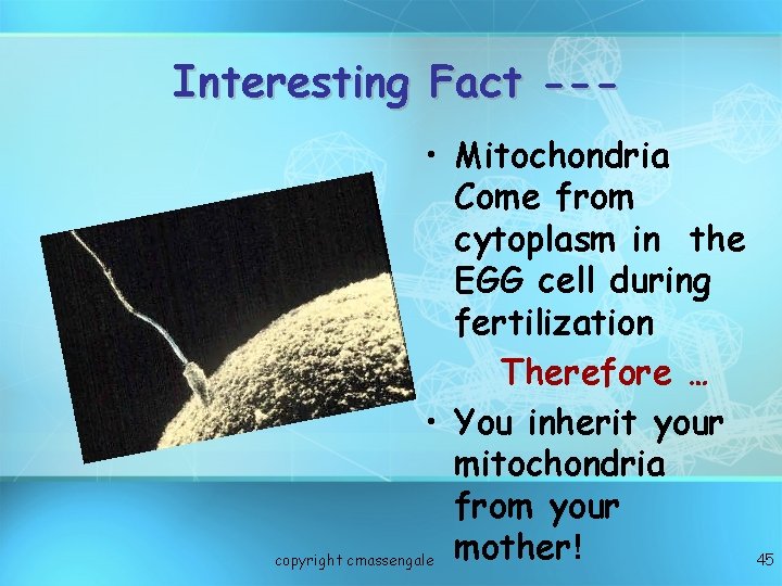 Interesting Fact -- • Mitochondria Come from cytoplasm in the EGG cell during fertilization
