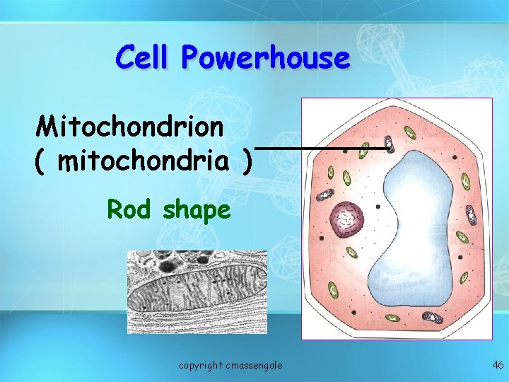 Cell Powerhouse Mitochondrion ( mitochondria ) Rod shape copyright cmassengale 46 