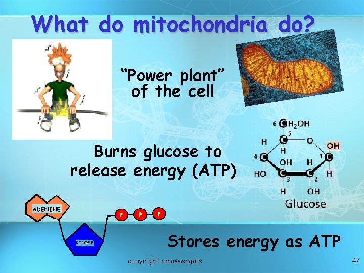 What do mitochondria do? “Power plant” of the cell Burns glucose to release energy