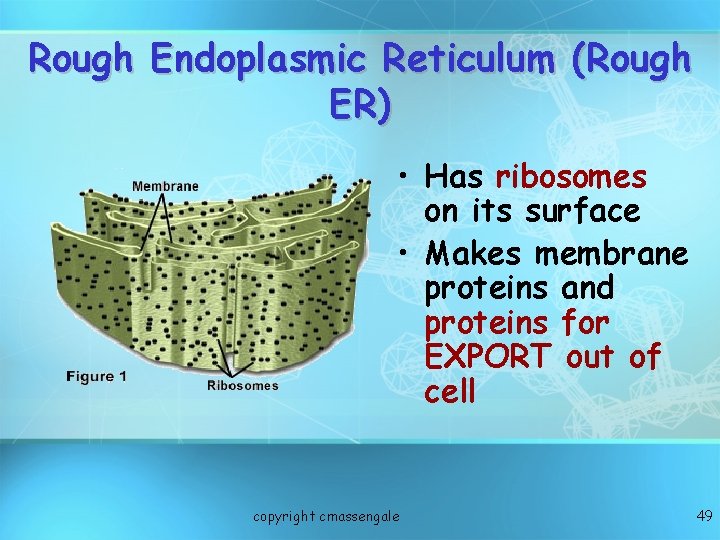 Rough Endoplasmic Reticulum (Rough ER) • Has ribosomes on its surface • Makes membrane