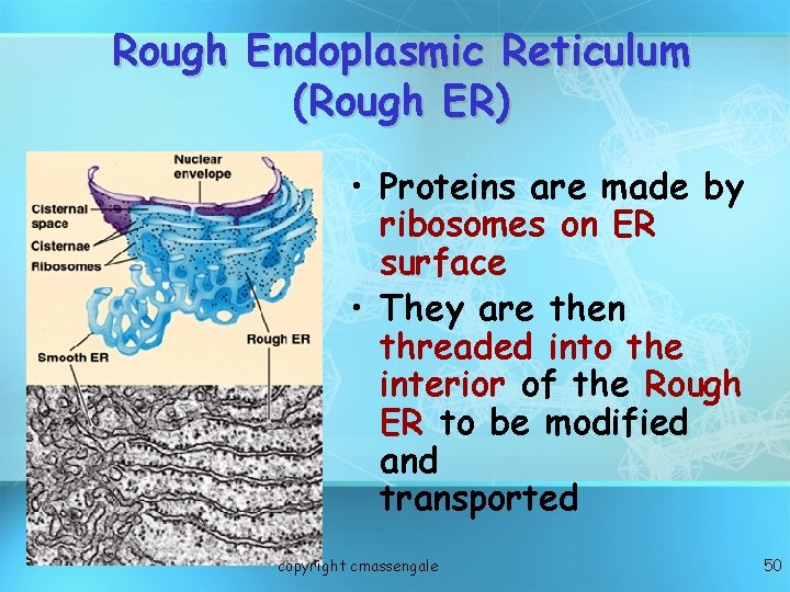 Rough Endoplasmic Reticulum (Rough ER) • Proteins are made by ribosomes on ER surface