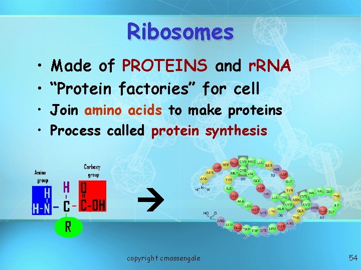 Ribosomes • Made of PROTEINS and r. RNA • “Protein factories” for cell •