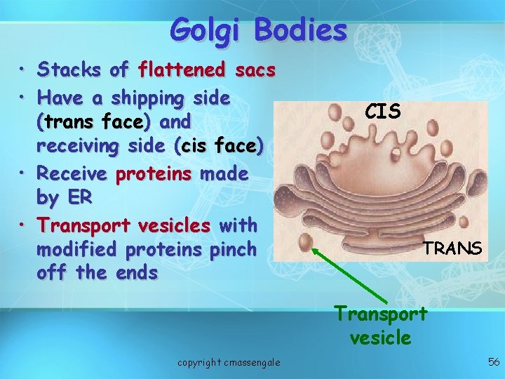 Golgi Bodies • Stacks of flattened sacs • Have a shipping side (trans face)