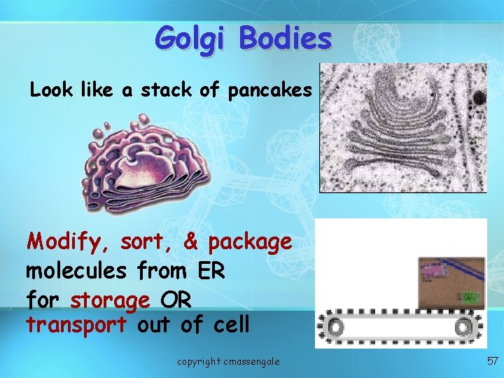 Golgi Bodies Look like a stack of pancakes Modify, sort, & package molecules from