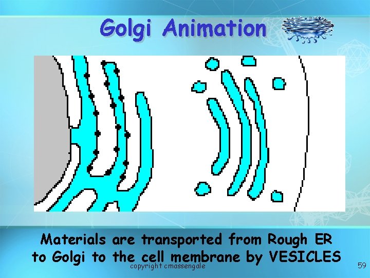 Golgi Animation Materials are transported from Rough ER to Golgi to thecopyright cellcmassengale membrane