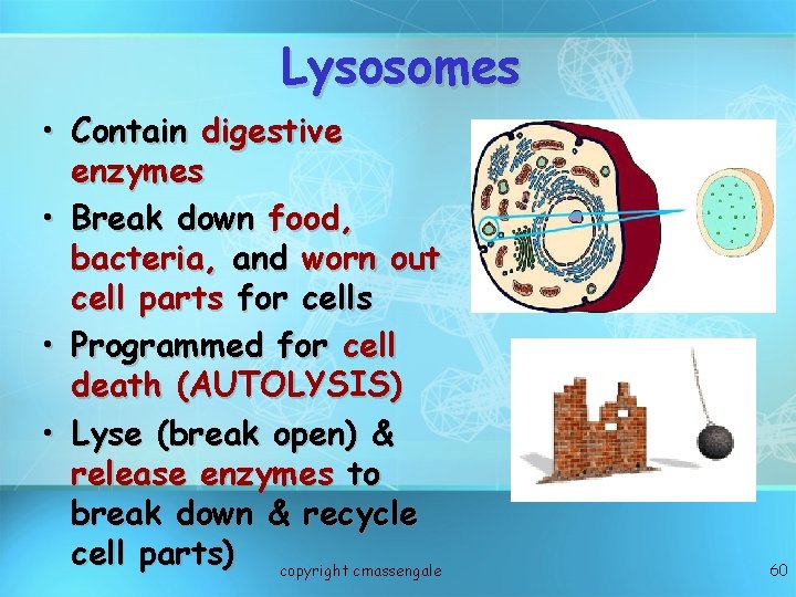 Lysosomes • Contain digestive enzymes • Break down food, bacteria, and worn out cell