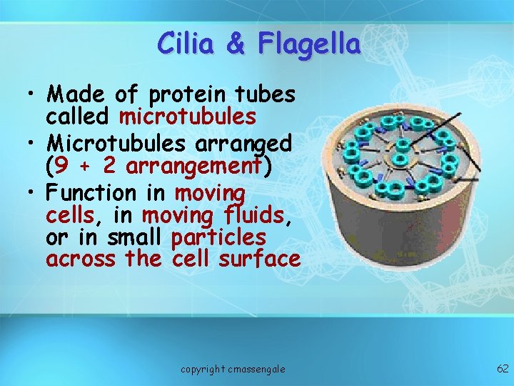 Cilia & Flagella • Made of protein tubes called microtubules • Microtubules arranged (9