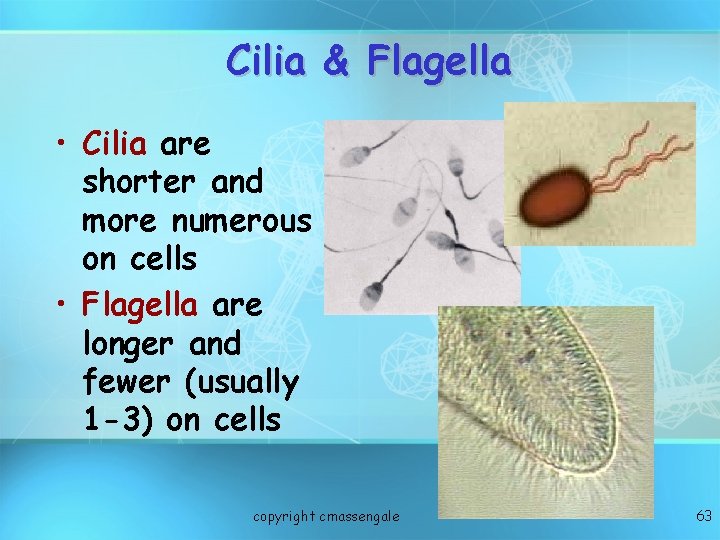 Cilia & Flagella • Cilia are shorter and more numerous on cells • Flagella